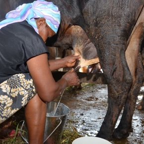 Tanzanian dairy film: A farmer’s experiences in coastal Tanga