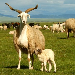 Badass Chinese sheep quickly evolved adaptations to extreme plateau and desert environments—New study