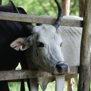 Livestock genetics and breeding – highlights from ILRI’s corporate report 2015–2016