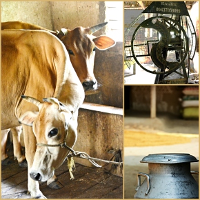 India’s Odisha State and ILRI join forces to improve livestock feeding and mechanization