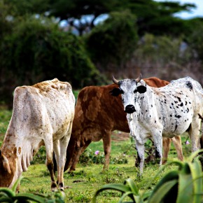 Ethiopia’s ‘livestock roadmaps’ for growth and transformation to a middle-income nation