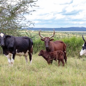 Boosting Uganda’s investments in livestock development – healthy animals for healthy food and healthy people