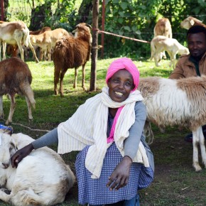 ILRI adopts new framework for scaling up livestock research for development