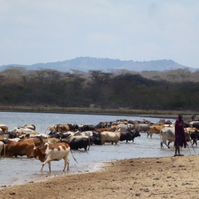 Focus on environmental health: The role of rangelands in an integrated One Health approach