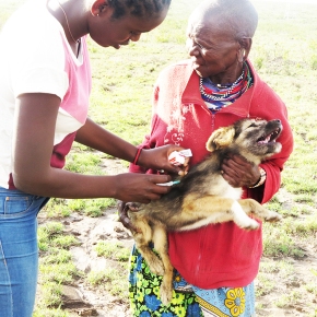 Grass roots vaccination campaigns support rabies eradication in Kenya