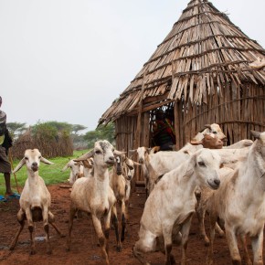 ILRI launches new drought index insurance for resilience in the Sahel and Horn of Africa project