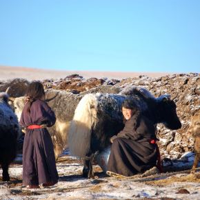 International Year of Rangelands and Pastoralists: A Mongolian proposal to the UN for 2026