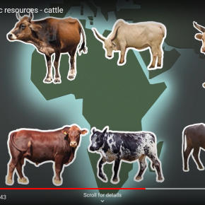 A 1,000-year-old ‘Evolutionary Jolt’ helped African cattle adapt to the continent’s multiple challenges