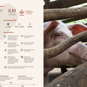 From framework to implementation: ILRI Impact at Scale program publishes first scaling readiness analysis on livestock innovations